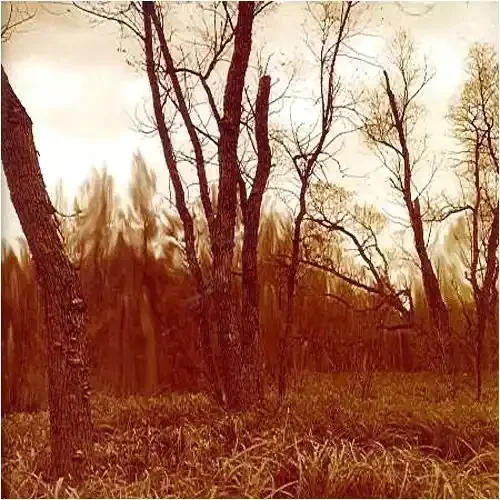 Northwoods Improvisers Branches – COMPACT DISCS