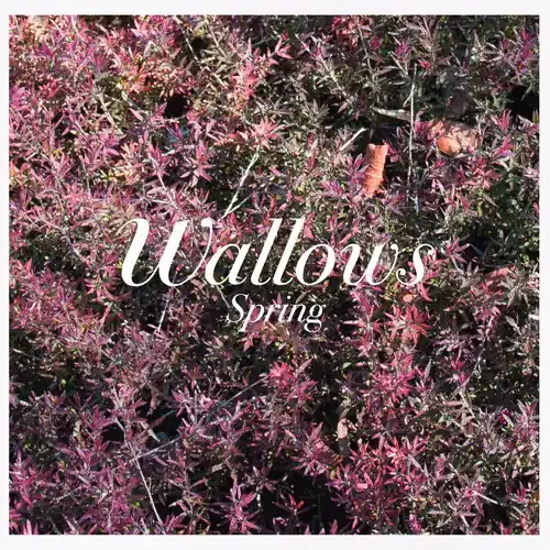 Wallows – Spring (Mod) Siren Records
